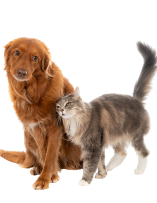 grey-fluffy-domestic-cat-with-long-hair-showing-its-affection-brown-dog-with-long-hair-removebg-preview